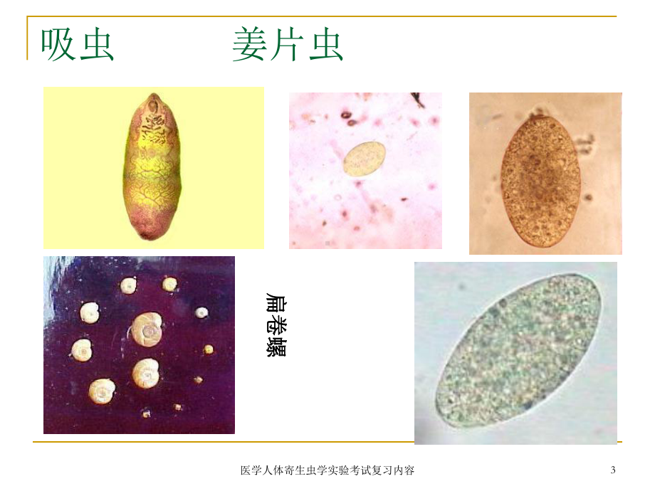 医学人体寄生虫学实验考试复习内容课件.ppt_第3页