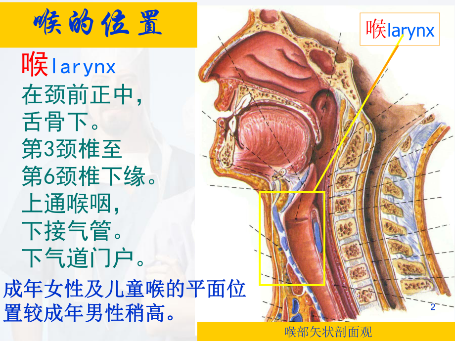 喉解剖及临床医学课件.ppt_第2页