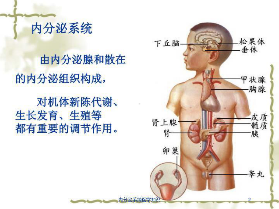 内分泌系统医学知识培训课件.ppt_第2页