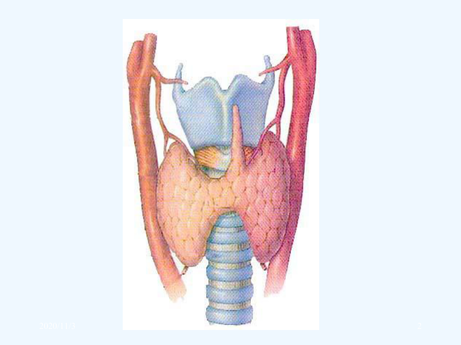 内分泌系统疾病甲状腺疾病课件.ppt_第2页