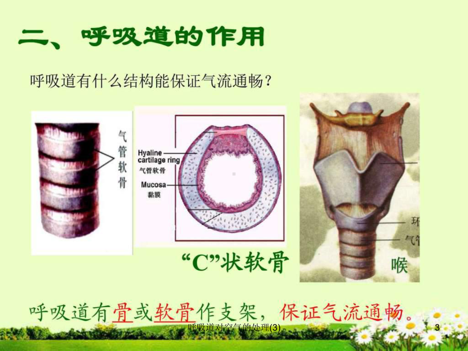 呼吸道对空气的处理-课件.ppt_第3页