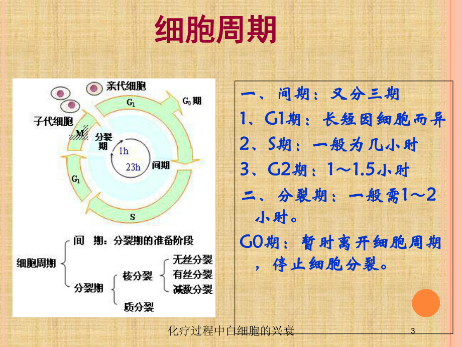 化疗过程中白细胞的兴衰培训课件.ppt_第3页