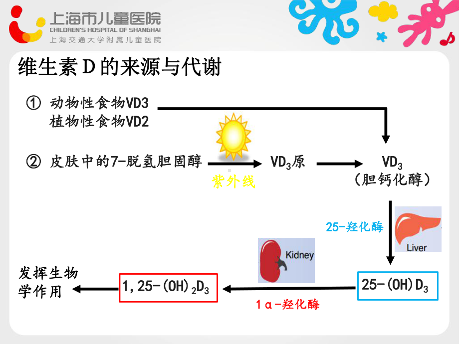 医学维生素D与内分泌疾病综述培训课件.ppt_第3页