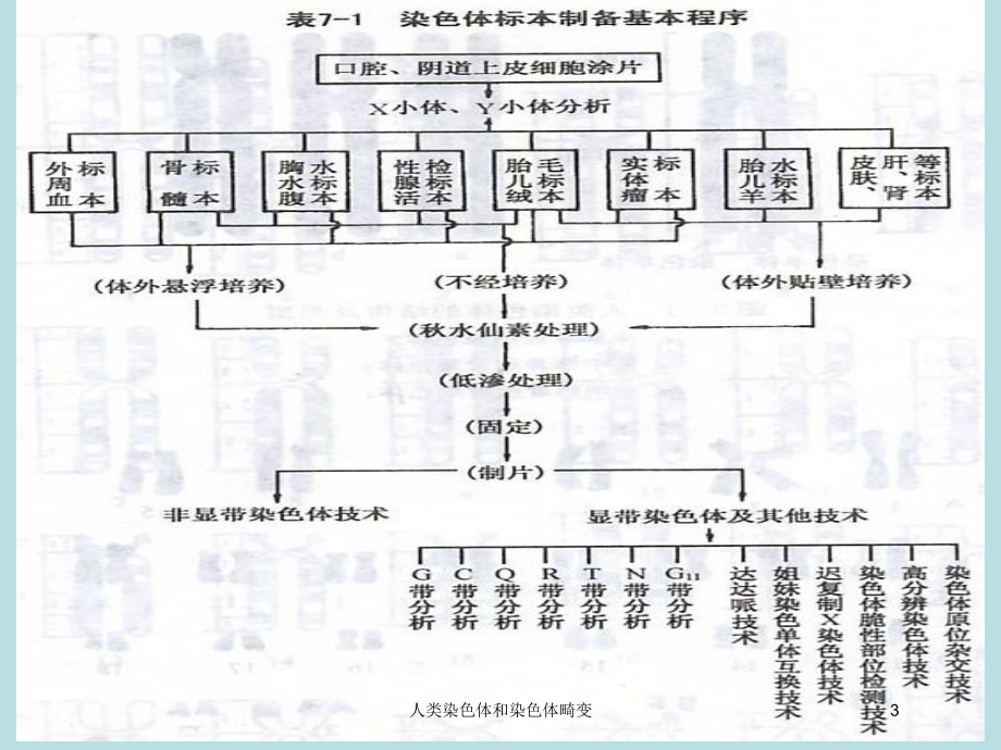 人类染色体和染色体畸变培训课件.ppt_第3页