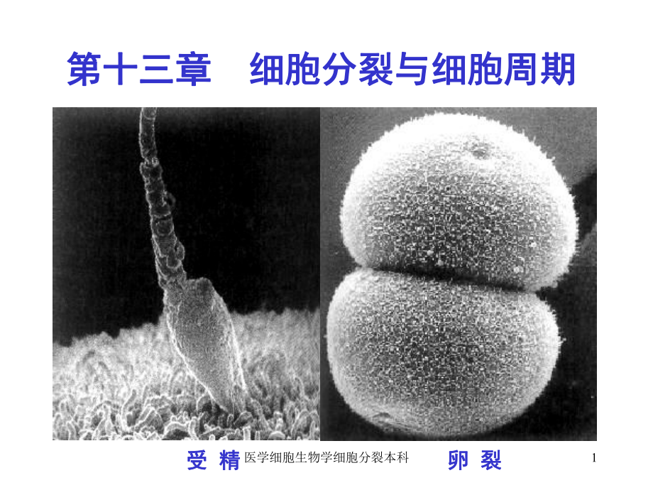 医学细胞生物学细胞分裂本科课件.ppt_第1页