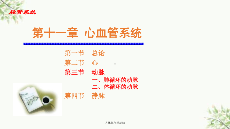 人体解剖学动脉课件.ppt_第1页