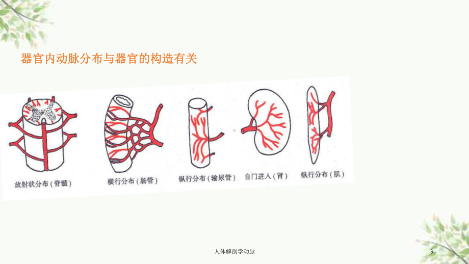 人体解剖学动脉课件.ppt_第3页