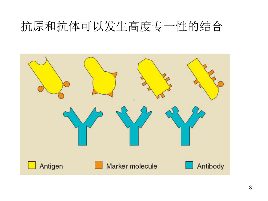 免疫学检测技术培训课件.ppt_第3页