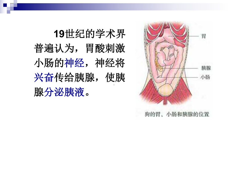 使胰腺分泌胰液沃泰默的实验课件.ppt_第3页