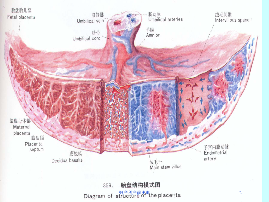 妇产科产前出血培训课件.ppt_第2页