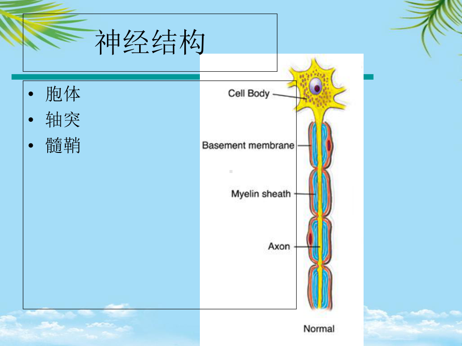 周围神经损伤的评定与康复课件.ppt_第3页