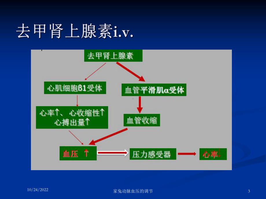 家兔动脉血压的调节培训课件.ppt_第3页