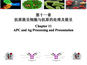 医学课件-[免疫学]APC及抗原的处理与提呈教学课件.ppt