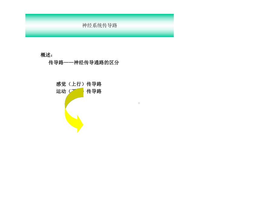 人体解剖学-临床传导路课件.ppt_第3页