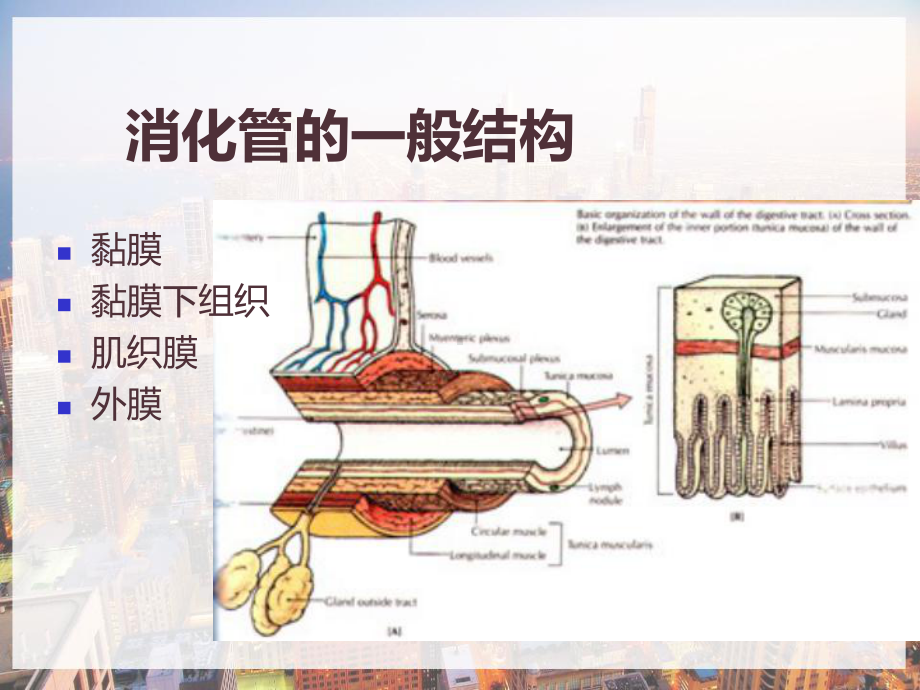 人体解剖学消化系统-课件.pptx_第3页