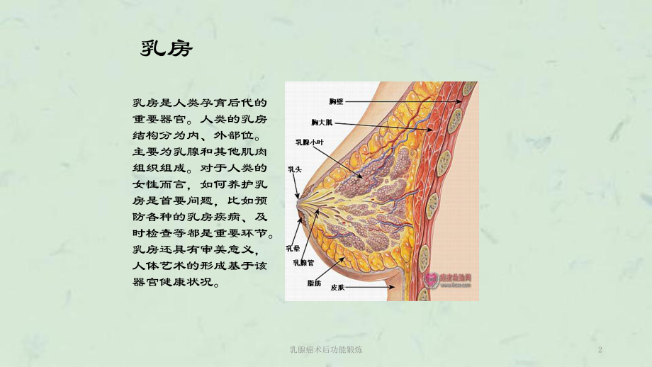 乳腺癌术后功能锻炼课件.ppt_第2页