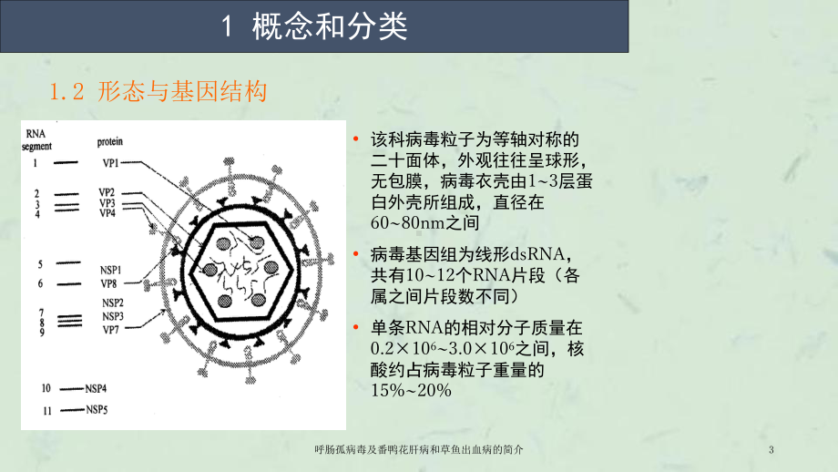 呼肠孤病毒及番鸭花肝病和草鱼出血病的简介课件.ppt_第3页