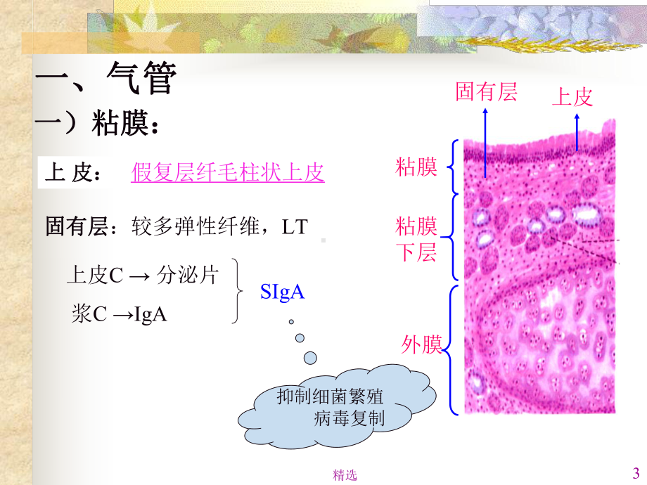 呼吸系统课件-3.ppt_第3页