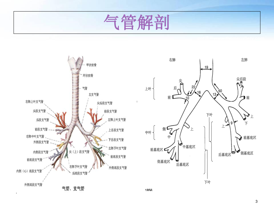 双腔支气管导管定位-课件.ppt_第3页