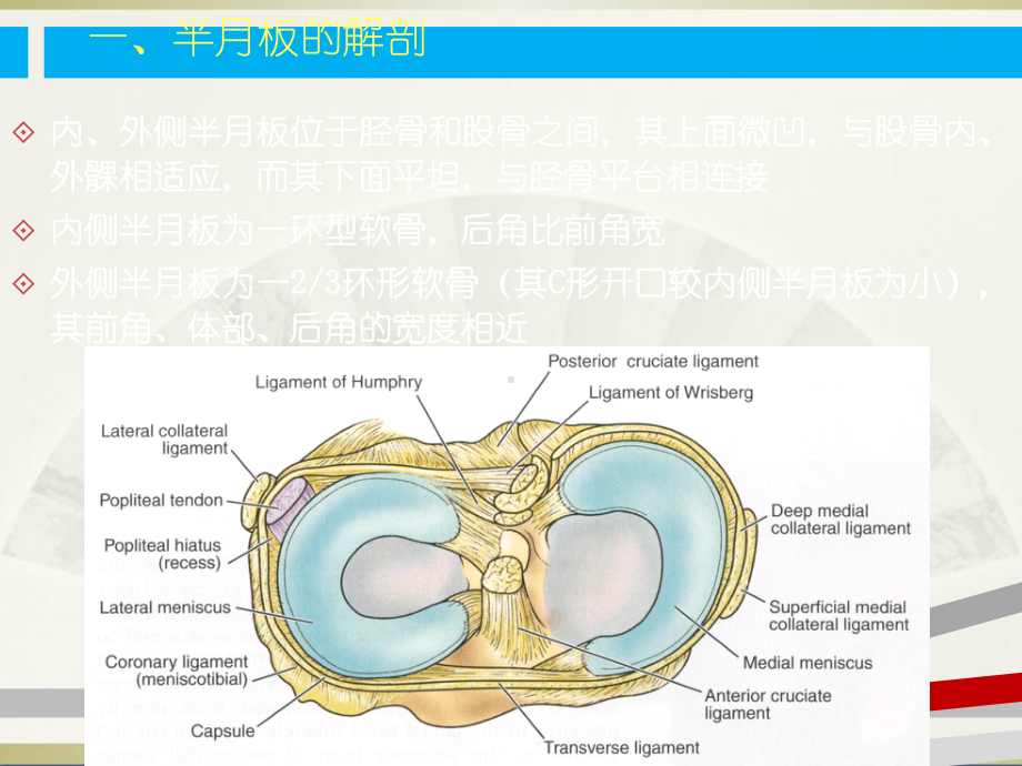 半月板撕裂的MR诊断课件.ppt_第2页