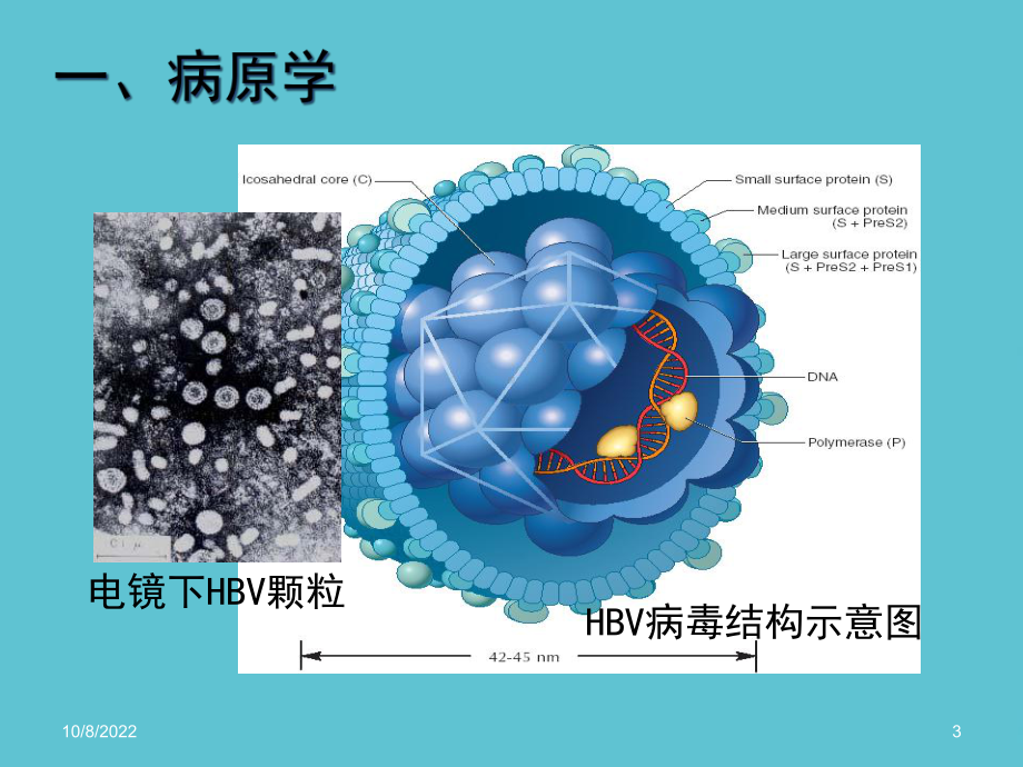 乙肝防治指南课件-2.ppt_第3页