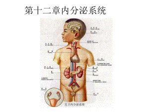 北卫内分泌系统课件.ppt