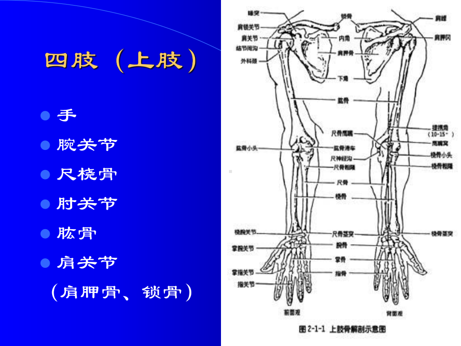 四肢医学影像学课件.ppt_第3页