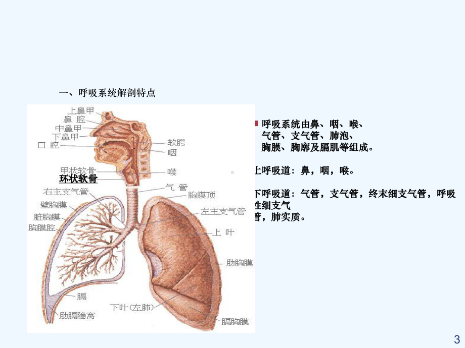 呼吸道疾病护理管理讲课用课件.ppt_第3页