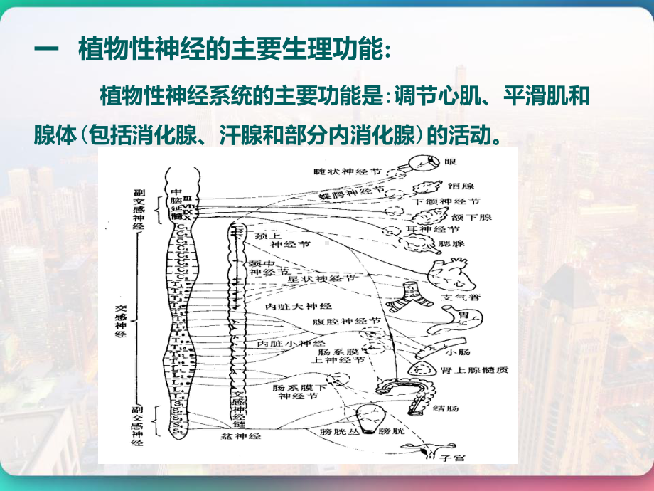 传出神经系统药理概论-课件.pptx_第3页