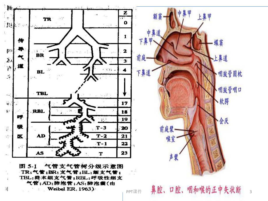 呼吸机基础知识笔记-课件.ppt_第3页