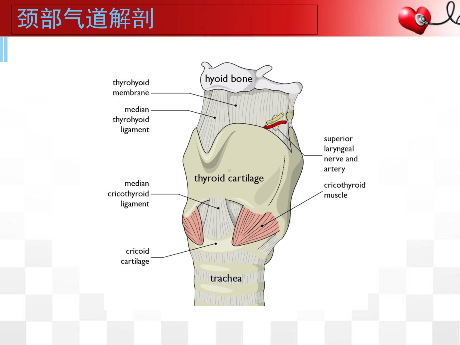 医学课件-超声在气道管理中的应用课件.ppt_第2页