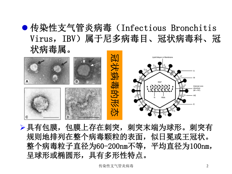 传染性支气管炎病毒培训课件.ppt_第2页