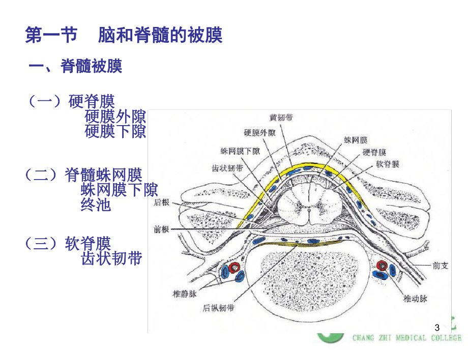 人体解剖学-第十七章-脑和脊髓的被膜血管及脑脊液循环课件.ppt_第3页