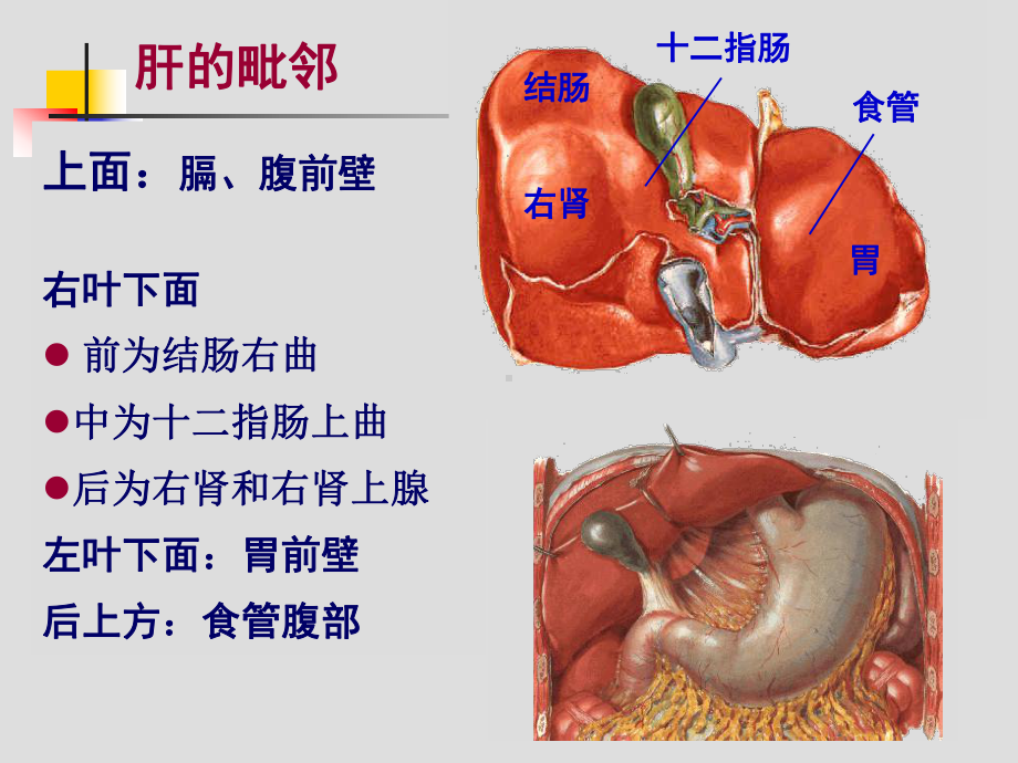 医学肝血管解剖专业知识宣讲培训课件.ppt_第3页