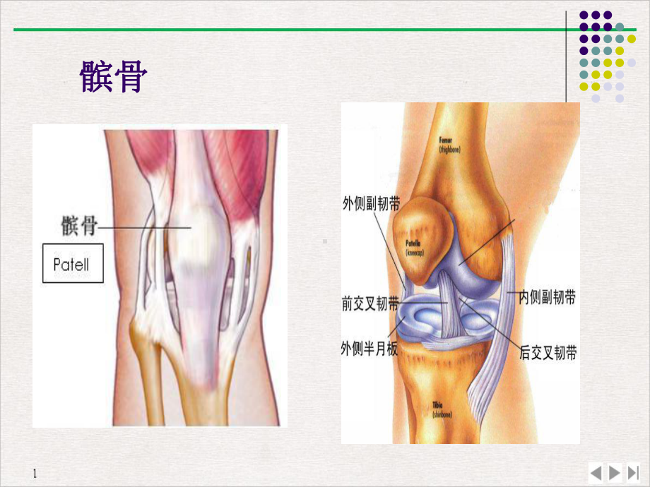 复发性髌骨脱位课件.ppt_第2页