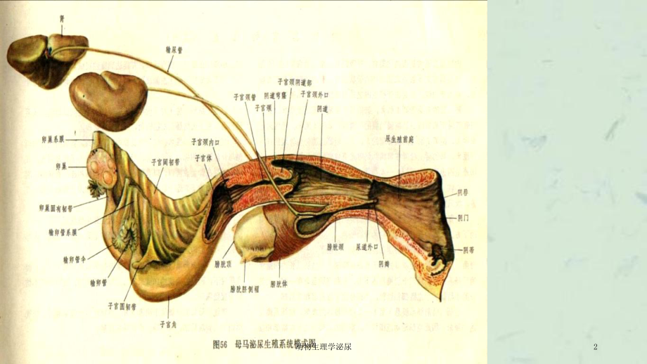 动物生理学泌尿课件.ppt_第2页