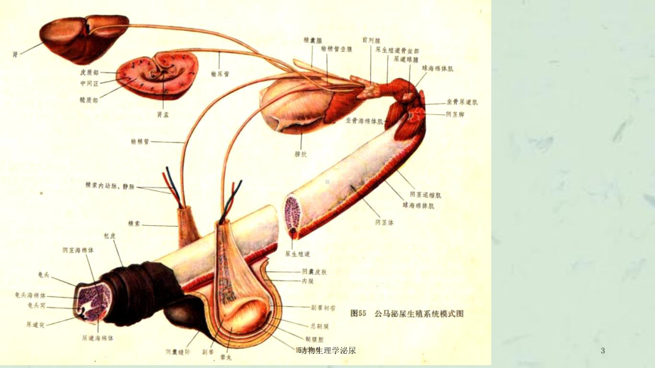 动物生理学泌尿课件.ppt_第3页