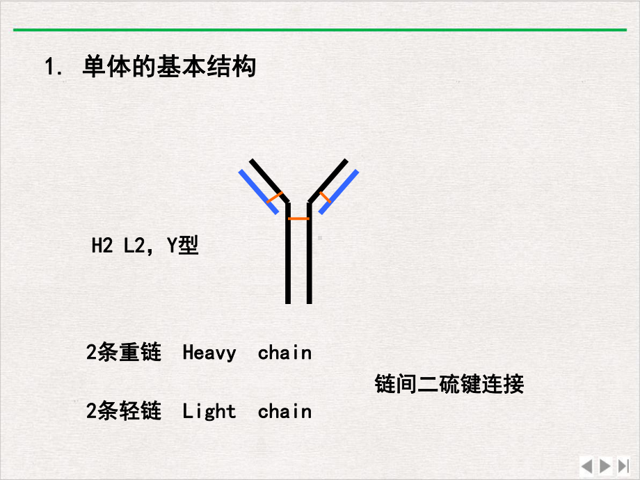 免疫球蛋白医学免疫学完整版课件.ppt_第3页