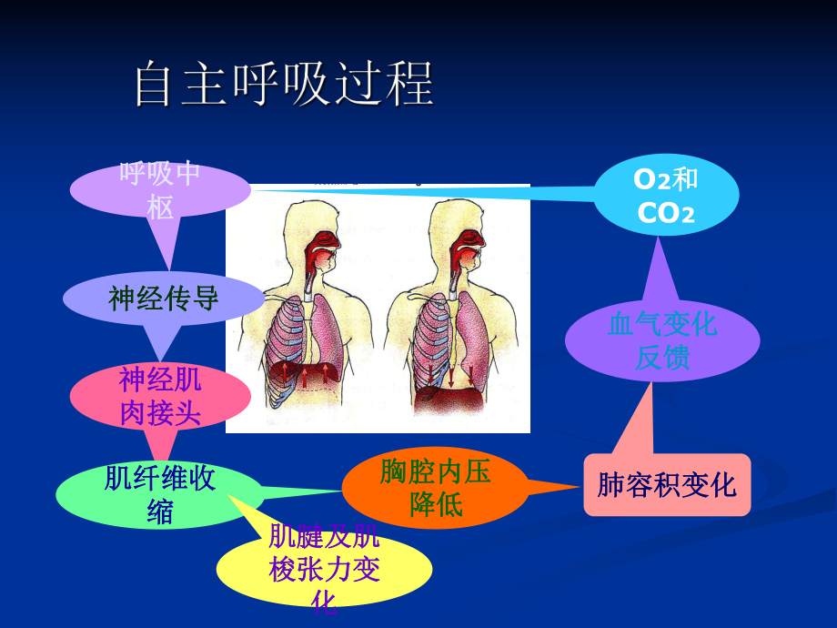 呼吸机治疗技术讲义课件.ppt_第3页