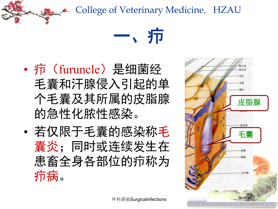 外科感染Surgicalinfections培训课件.ppt_第2页