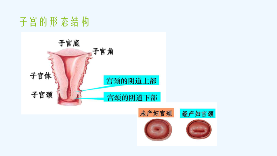 子宫正常解剖及超声图像课件.pptx_第3页