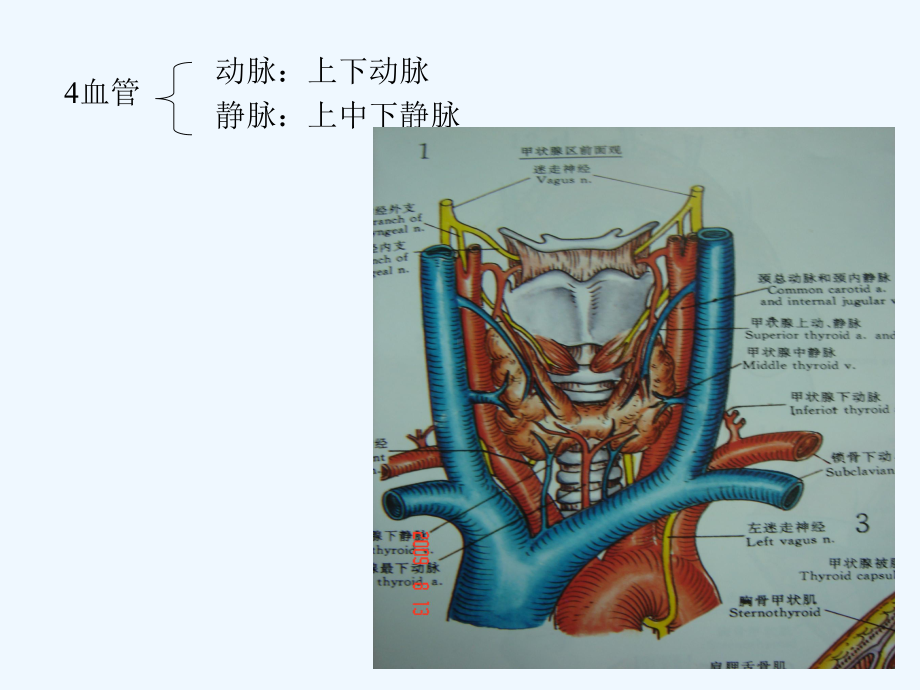 乌鲁木齐中山医院甲状腺解剖课件.ppt_第2页