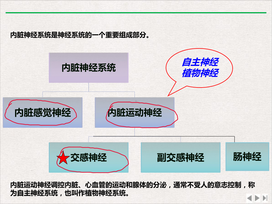 内脏神经系统解剖功能与临床应用版课件.ppt_第2页