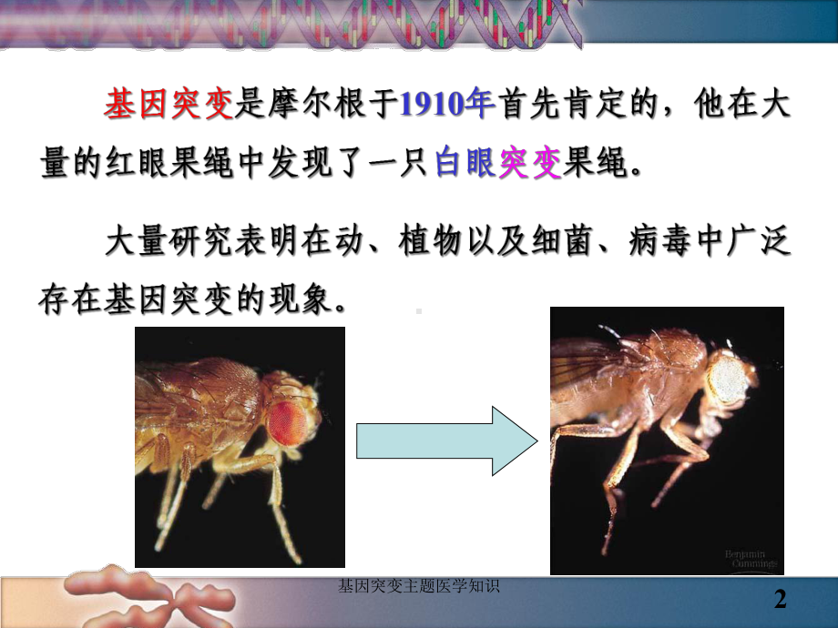 基因突变主题医学知识培训课件.ppt_第2页