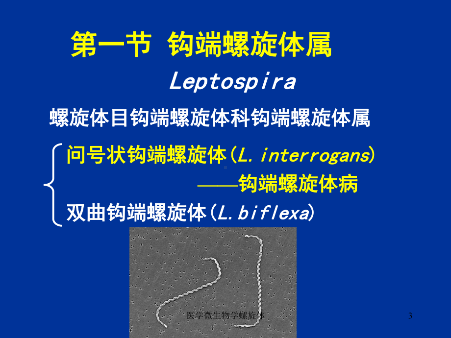 医学微生物学螺旋体课件.ppt_第3页