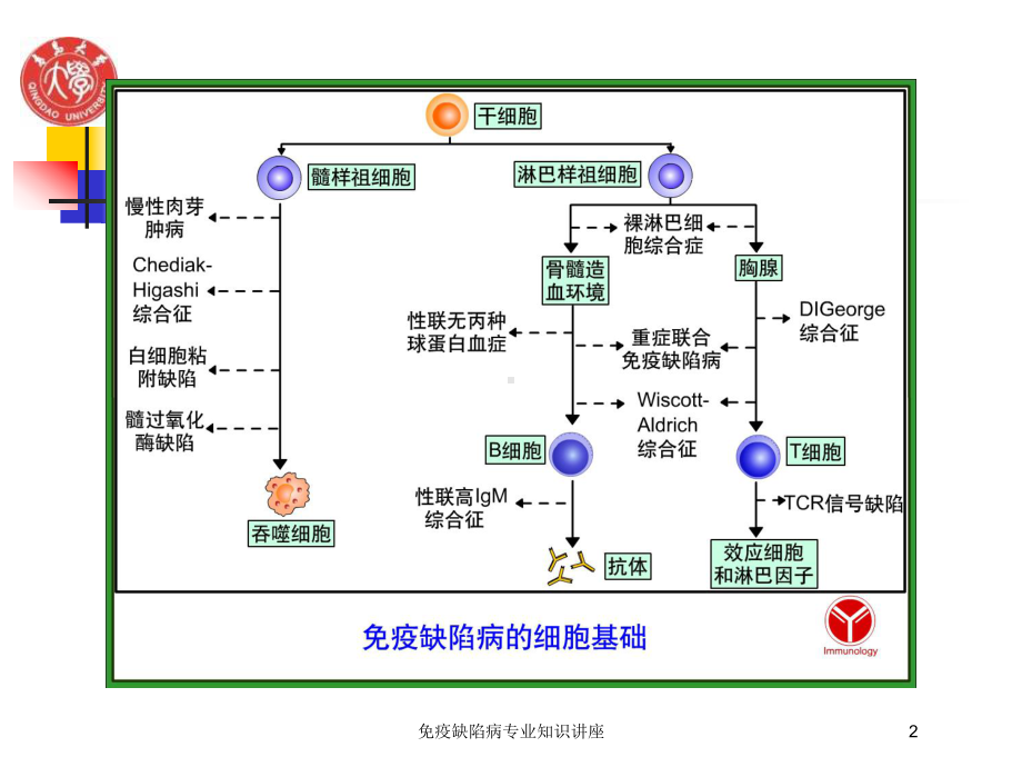 免疫缺陷病专业知识讲座培训课件.ppt_第2页