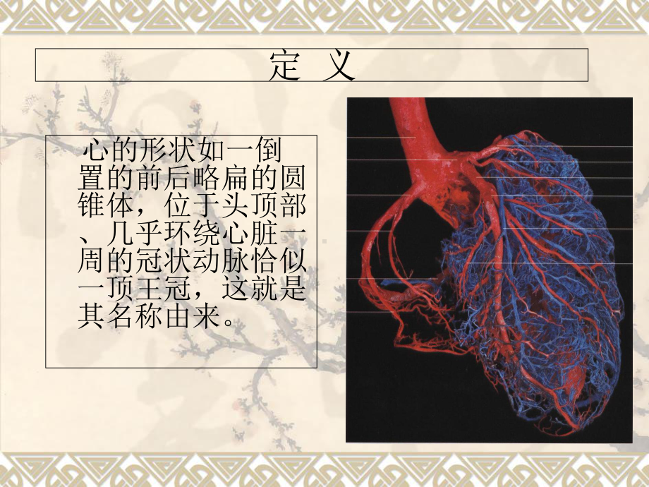 医学冠状动脉解剖培训课件.ppt_第2页