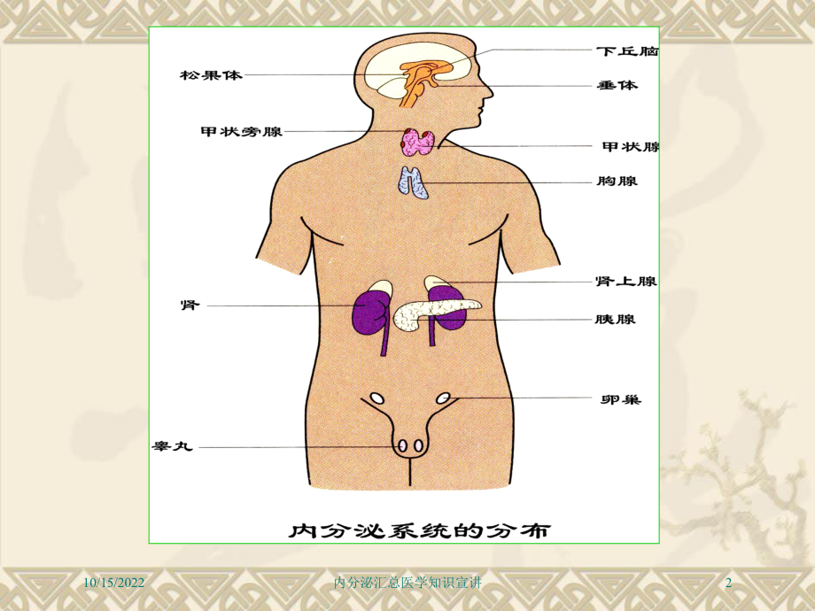 内分泌汇总医学知识宣讲课件.ppt_第2页