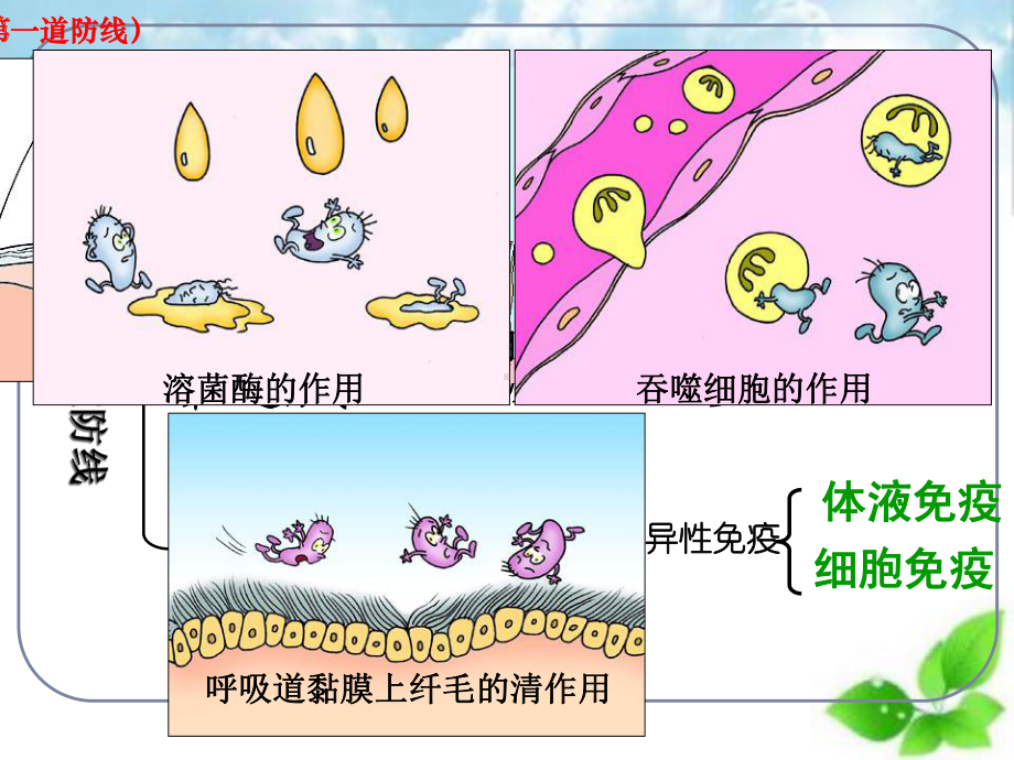 免疫调节课件33.ppt_第3页