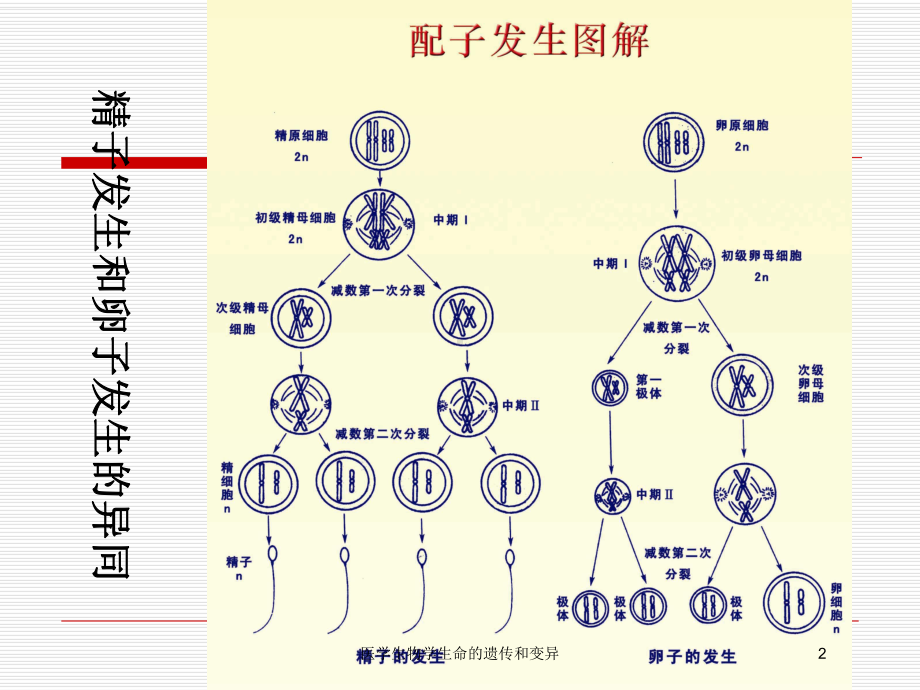 医学生物学生命的遗传和变异培训课件.ppt_第2页